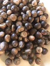 200 oak acorns for sale  Tatum