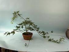 Ryusen weeping japanese for sale  Birmingham