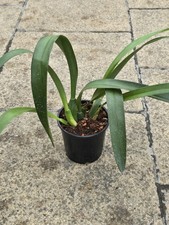 Maxillaria hematoglossa orchid for sale  WEST DRAYTON