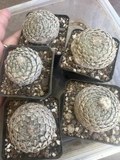 Pcs pelecyphora strobiliformis for sale  Shipping to United Kingdom