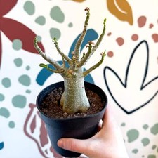 Adenium obesum baobab for sale  BRISTOL