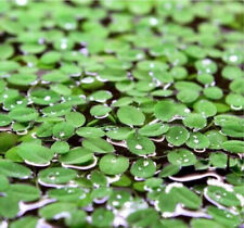 Salvinia natans 15x15 d'occasion  Tergnier