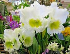 Bin blc. burdekin for sale  Honolulu