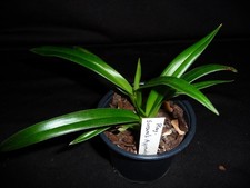 Phragmipedium apprendista stre usato  Spedire a Italy