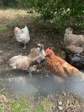 Silkie polish possible for sale  NEWTON AYCLIFFE