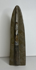 Rthoceras platte fossilien gebraucht kaufen  Mengerskirchen