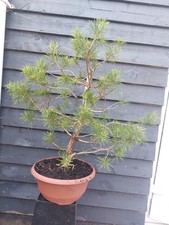 Scots pine bonsai for sale  CAERNARFON