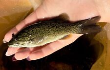 Smallmouth bass live for sale  Fort Scott