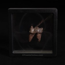 Fossil tapir tooth for sale  Venice