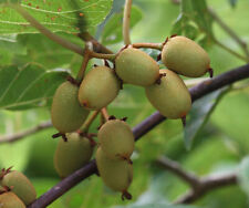 Actinidia rufa kiwi usato  Trappeto