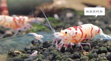 Lot crevettes fancy d'occasion  Strasbourg-