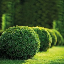 Buchskugel buxus sempervirens gebraucht kaufen  Deutschland