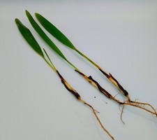 Trachycarpus latisectus palm for sale  WATERLOOVILLE
