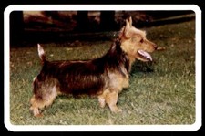 Golden fleece dogs for sale  HUNTINGDON