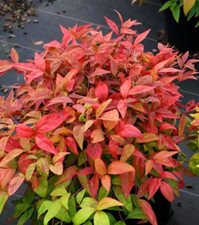 Nandina heavenly bamboo for sale  Mcminnville