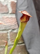 Sarracenia seedling send for sale  SOUTH SHIELDS