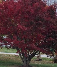 Japanese maple cuttings for sale  Stanford