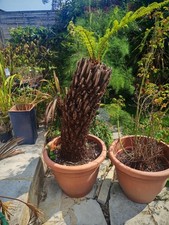 cyathea medullaris for sale cyathea medullaris for sale BOGNOR REGIS