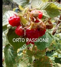 Semi lampone rosso usato  Venzone