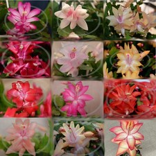 Thanksgiving christmas cactus for sale  Camden Wyoming