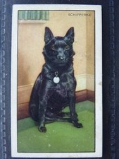 Schipperke dogs series for sale  UK