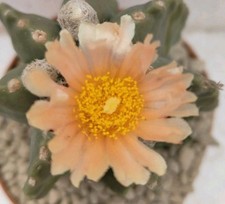 Astrophytum nudum orange usato  Brindisi