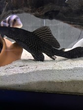 Common plecostomus live for sale  Oakdale