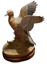 Beautiful morning dove for sale  Monrovia