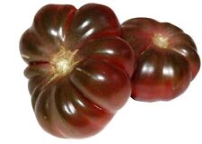 Tomate purple calabash gebraucht kaufen Tomate purple calabash gebraucht kaufen  Kallmünz
