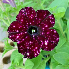 Petunia seeds spotted for sale  OLDHAM