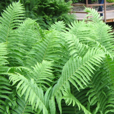 Matteuccia struthiopteris ostr for sale  UK