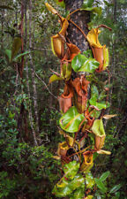 Nepenthes veitchii pianta usato  Italia