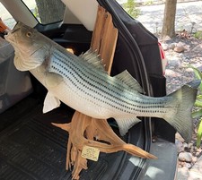 Mounted striped bass for sale  Spring
