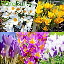 Crocus mixed specie for sale  WISBECH