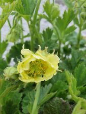 Geum rivale tales for sale  STOKE-ON-TRENT