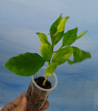 Organic lemon tree for sale  North Adams
