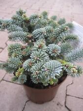 Abies procera blaue gebraucht kaufen  Zetel