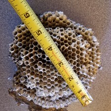 Real wasp nest for sale  Candor
