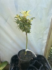 Acer palmatum snow for sale  Hendersonville