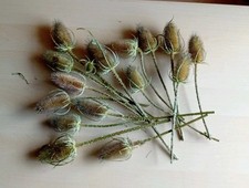 Disteln trockenblumen basteln gebraucht kaufen  Lengenfeld