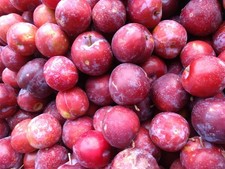 Prunus victoria plum for sale  KING'S LYNN