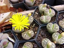 Lithops dorotheae schönster gebraucht kaufen  Berlin