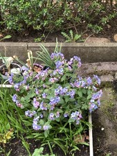 Echtes lungenkraut pulmonaria gebraucht kaufen  Wusterwitz