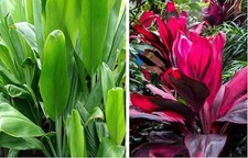 Hawaiian combo red for sale  Pahoa
