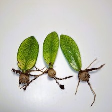 Zamioculcas zamiifolia chamele gebraucht kaufen  Kirchseeon