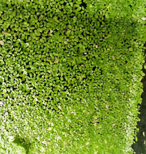 Wasserlinsen lemna minor gebraucht kaufen  Algermissen