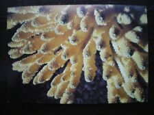 Postcard acropora british for sale  TADLEY