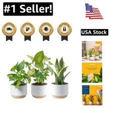 Live plants set for sale  San Jose