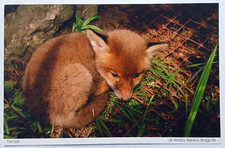 Fox cub sleeping for sale  CAMBRIDGE