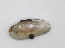 Antique small shell for sale  YORK